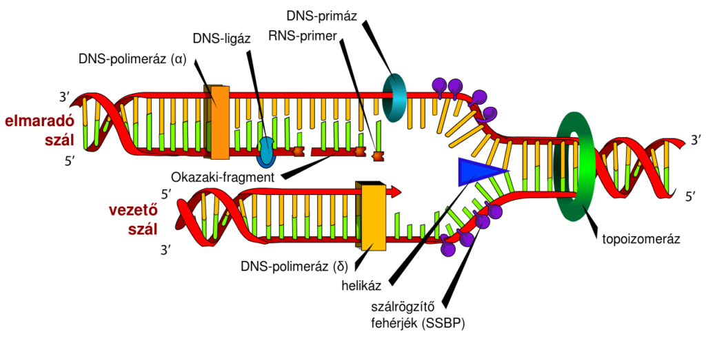 DNS replikáció